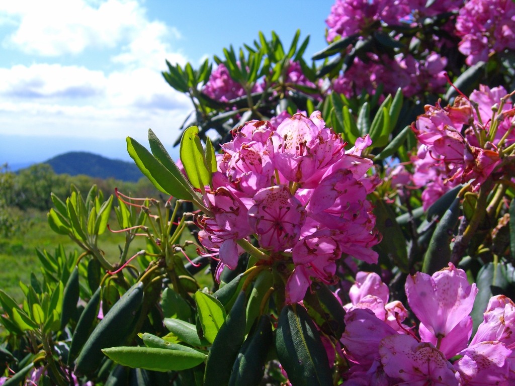 Rhododendrons excel at "just being"