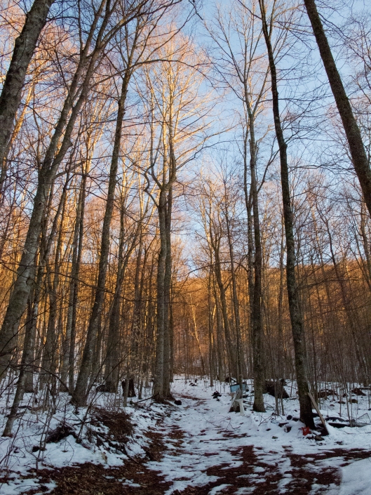 Golden winter woods
