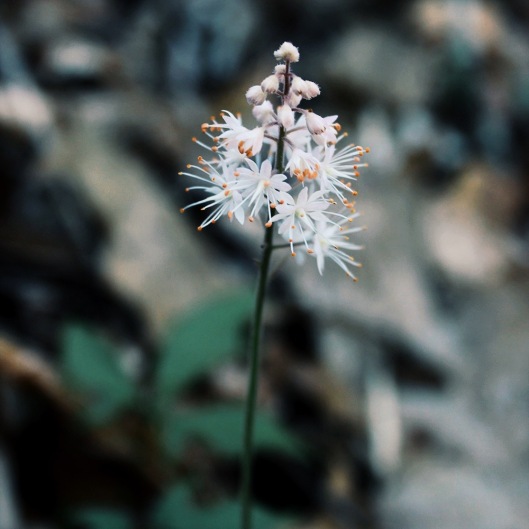 Foamflower (Tiarella cordifolia)