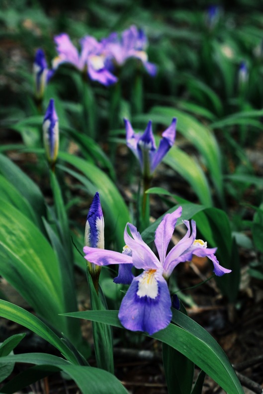 Wild Iris (Iris cristata)