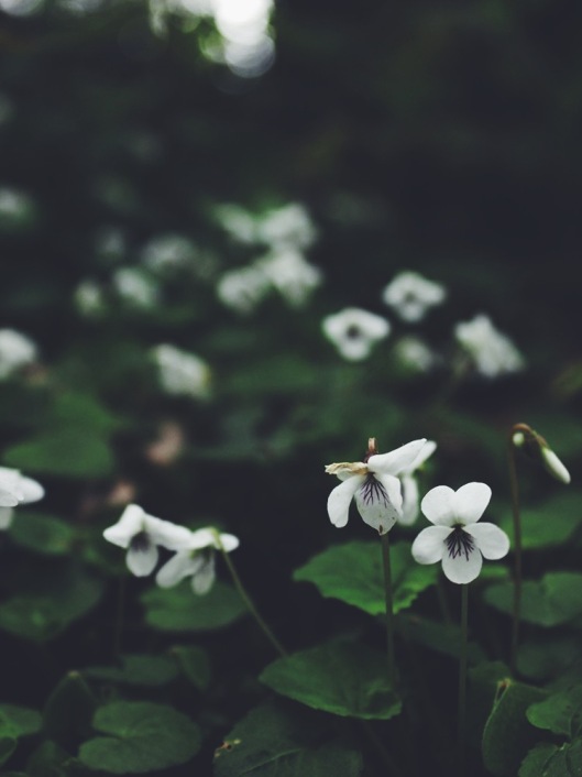 Wild White Violets (Viola sp.)