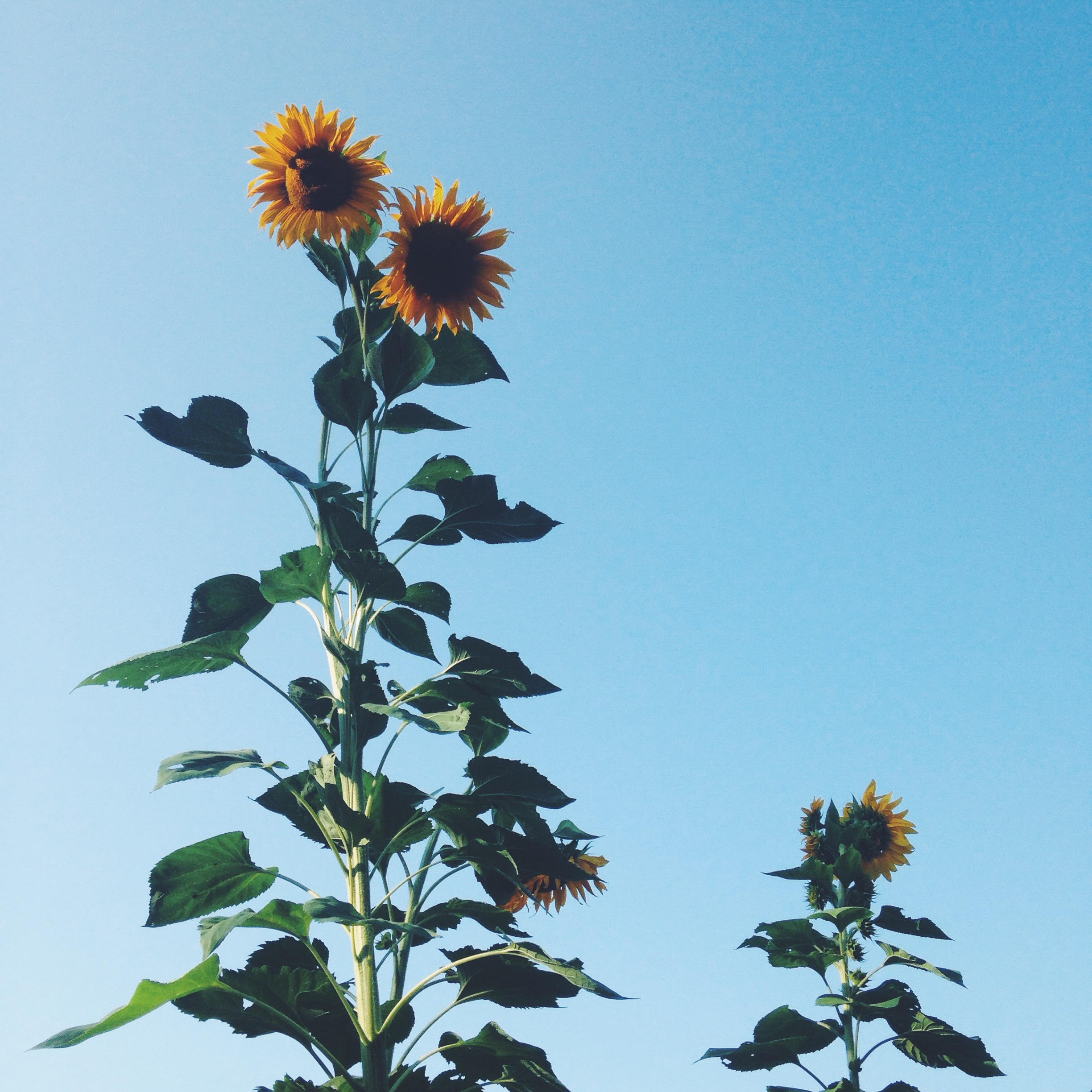 Sunflower heights