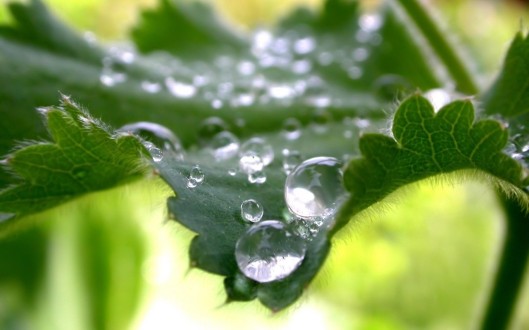 Water-drops-on-leaf-nettle-macro-wallpaper_1280x800